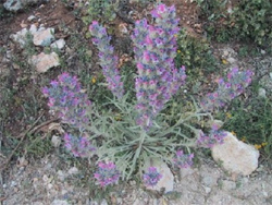Benahavís flora