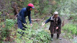 Los bosques y la energía